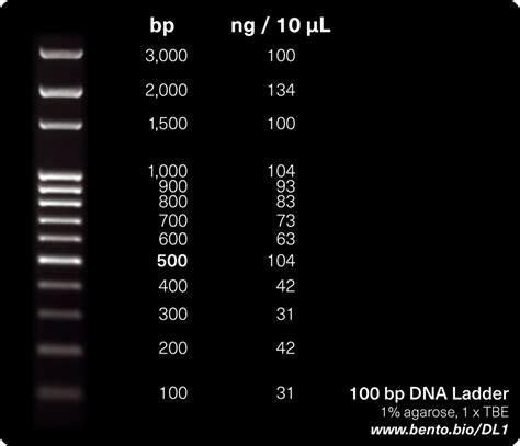 Interpreting Electrophoresis Gels with Bento Lab | Bento Lab