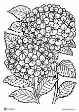 20 Free Printable plant coloring pages  ESL Vault sketch template