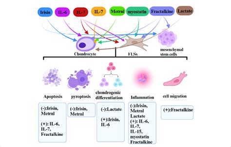 The roles of exerkines (myokines) in OA. | Download Scientific Diagram