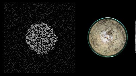 MYCELIUM // Growth : timelapse - YouTube