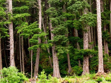 Endangered Alaska tree? Rapidly dying yellow cedar may be listed ...