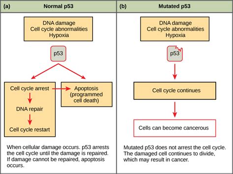 6.3 Cancer and the Cell Cycle – Concepts of Biology – 1st Canadian Edition