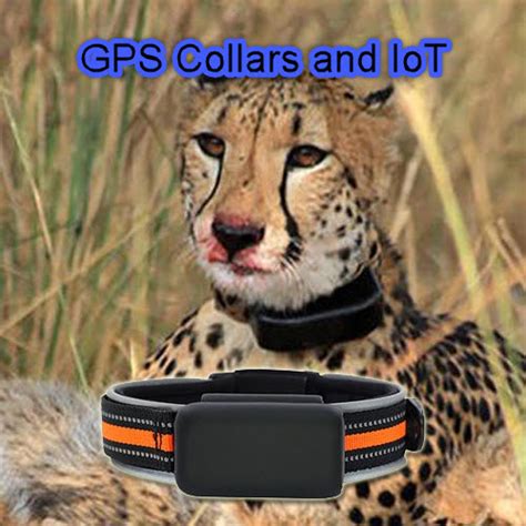 How a GPS Tracking Collar is helping to save Africas Big Cats.