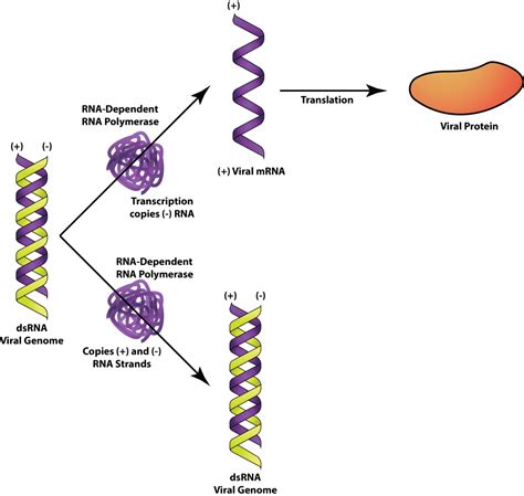 [最新] double-stranded rna viruses examples 287308-Can viruses have double stranded rna ...