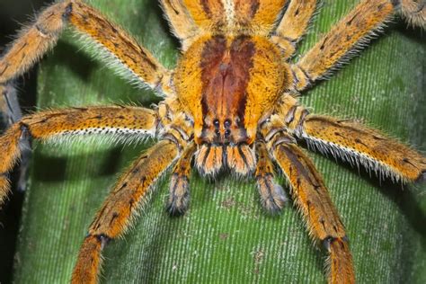 Brazilian Wandering Spider Bite - Animals Around The Globe