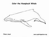 Whale Humpback Coloring Page sketch template