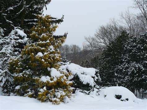 Plants can add winter interest to your landscape | UMN Extension