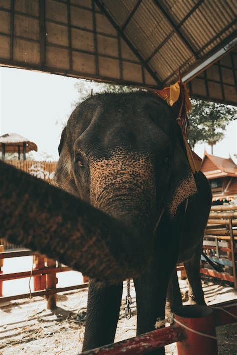 Elephant in Close Up · Free Stock Photo