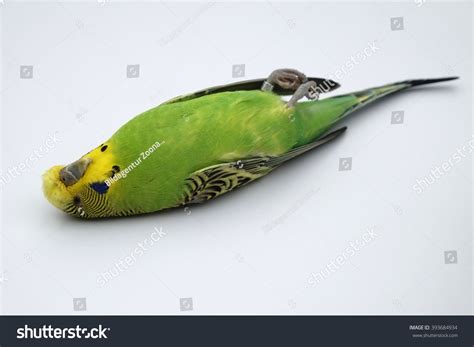 Dead Budgie Stock Photo 393684934 - Shutterstock