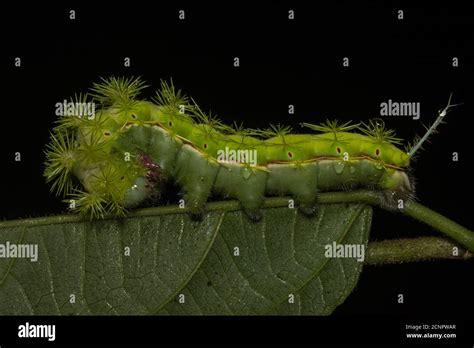 The caterpillar of an Io moth (Automeris sp.) from Ecuador Stock Photo ...