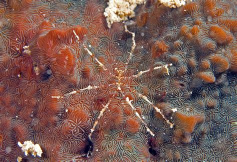 Photos of Sea spiders - Class Pycnogonida