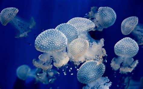 underwater, Jellyfish, Ocean, Sea Wallpapers HD / Desktop and Mobile Backgrounds