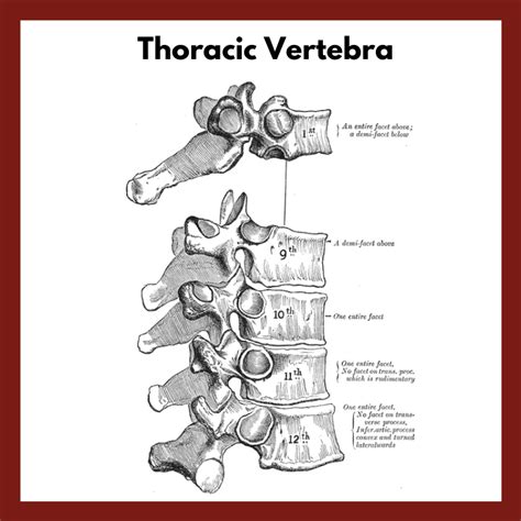 Thoracic Vertebrae Anatomy Quiz