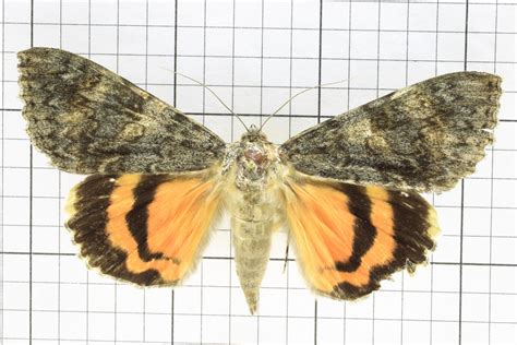 Noctuid Moth, Order Lepidoptera: Family Noctuidae (Common Name: Sweetheart Underwing) (top) J ...