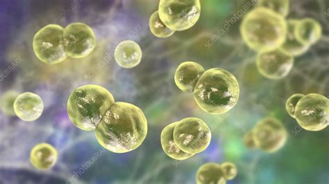 Blastomyces fungus, illustration - Stock Image - F036/0501 - Science Photo Library