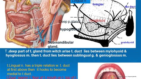 47 DEEP PART OF SUBMANDIBULAR GLAND & DUCT - YouTube