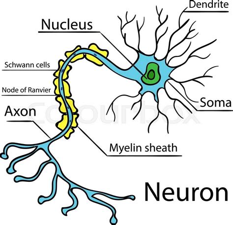 Anatomy of a typical human neuron (axon, synapse, dendrite ...