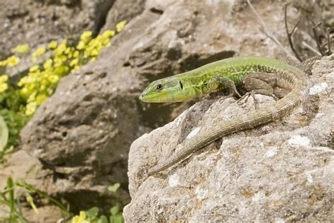 Jigsaw Puzzle of Sicilian Wall Lizard in habitat Sicily Italy