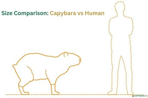 Capybara Size: How Much Do Capybaras Weigh?