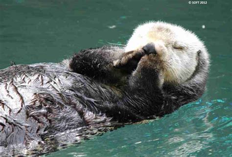 Sea otters are thankful - Sea Otter Foundation & Trust