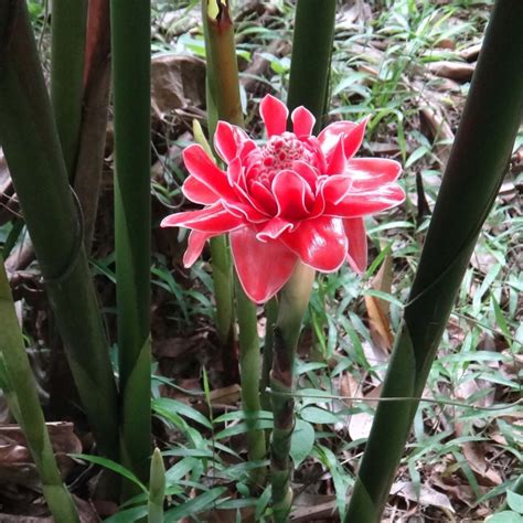 Edible Torch Ginger Seeds (Etlingera elatior) - Price €1.55