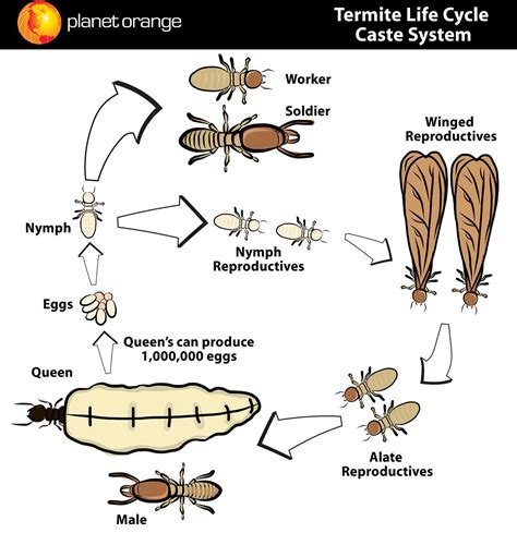 termite life cycle stages - Aron Mabry