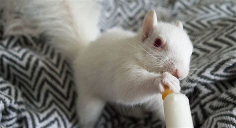 Injured Baby White Squirrel Finds Her Way Into Loving Hands