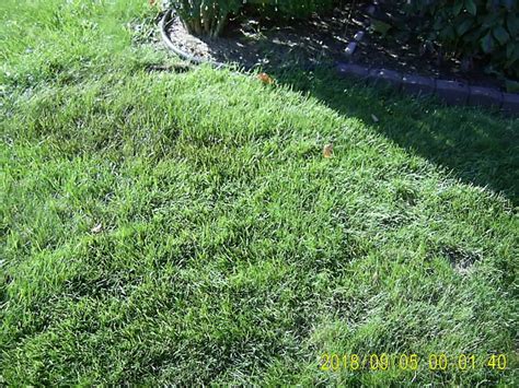 Iron for dark green | Lawn Care Forum