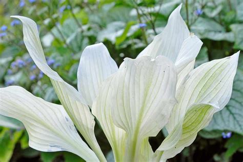 Hosta 'White Feather' - BBC Gardeners World Magazine