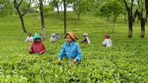 Teesta Tea And Tourism Festival 2022 - Dates, History, Attractions ...