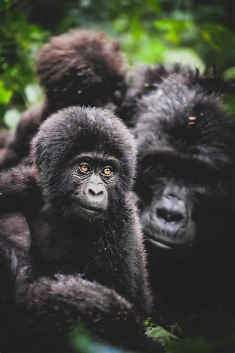 How To Check Gorilla Trekking In Uganda Off The BUCKET LIST