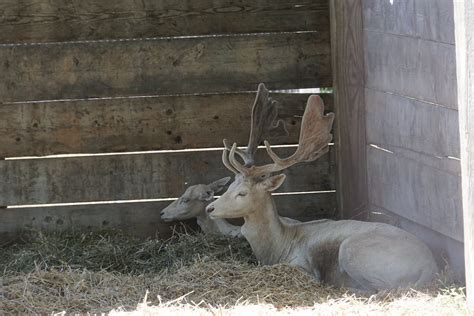 Deer Park - Wisconsin Dells | Deer Park - Wisconsin Dells | Flickr