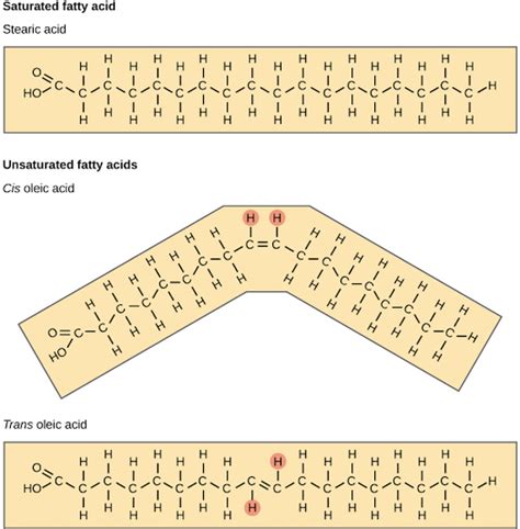 Fat Structure