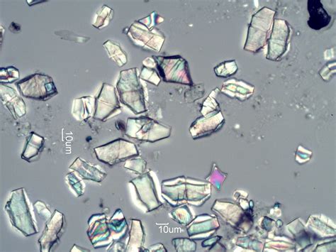 Calcium Oxalate Phytoliths from Arizona Sycamore (Platanus wrightii ...