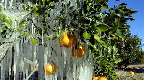 Cold front threatens North Florida citrus crop - Axios Tampa Bay