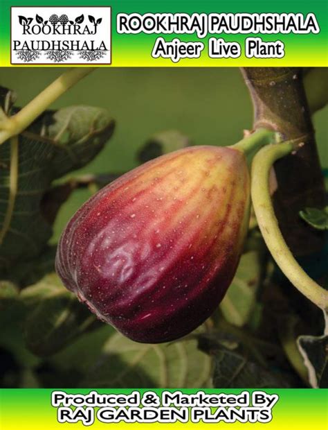 Anjeer plant | Indian Fig | Trustherb