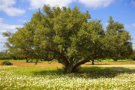 Arganier: Un héritage naturel menacé par la forte demande du marché international [INTÉGRAL]