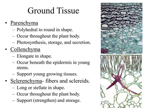 PPT - Cells and Tissues of the Plant Body PowerPoint Presentation, free download - ID:1369758