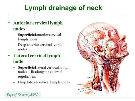 Lymph Nodes In Neck Diagram