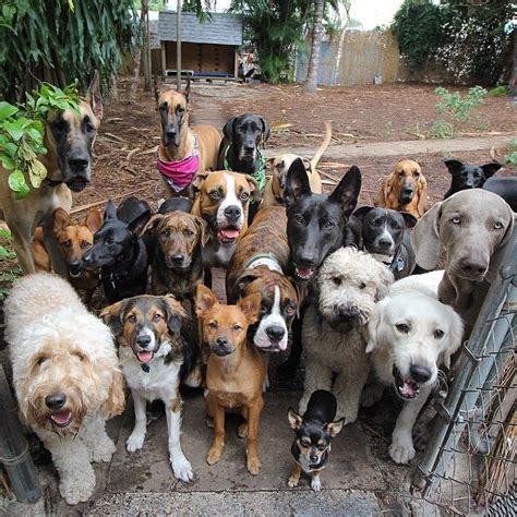 Glorious Group Photos Show The Happiest Pack Of Dogs In Town | Dogs, Cute dogs, Pet dogs