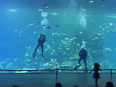 Mazatlán’s new aquarium is an impressive work in progress