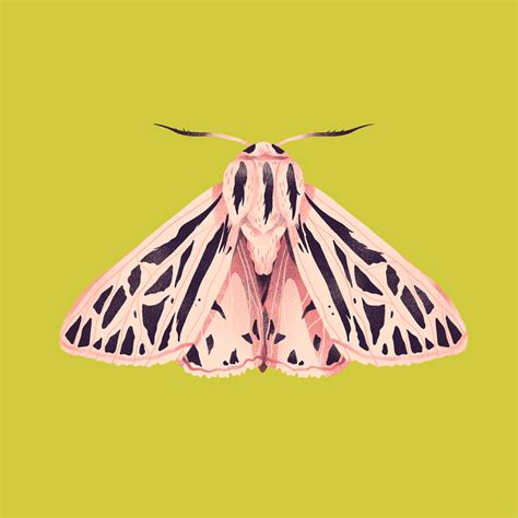 Moths on Behance Illustration Papillon, Botanical Illustration ...