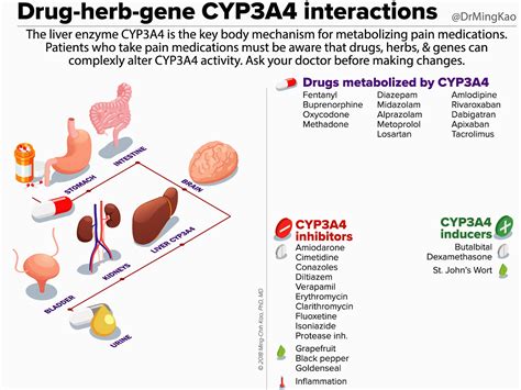 Drug-herb-gene CYP3A4 interactions | by Dr. Ming Kao | Within Normal Limits of Reason | Medium