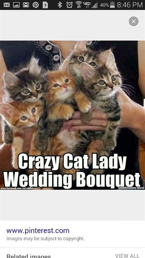 Bouquet | Adorable kittens funny, Funny cat pictures, Funny cute cats