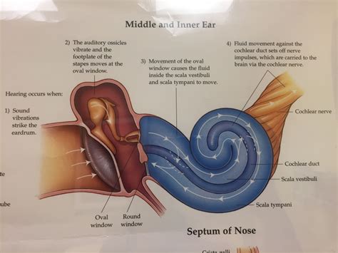 Oval Window Ear Anatomy