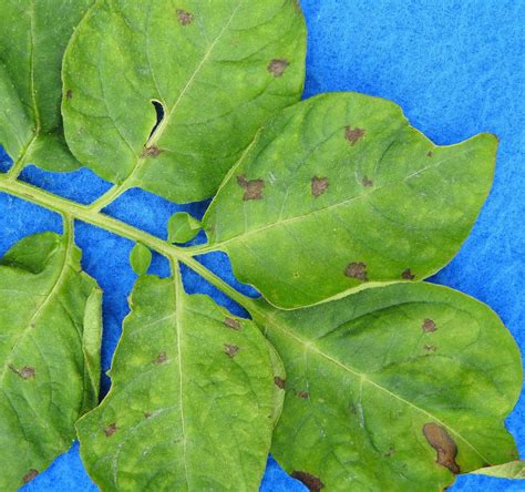 Early blight on potatoes | Vegetable Pathology – Long Island Horticultural Research & Extension ...