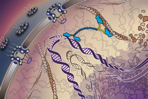 USC scientists find the secret to DNA repair in the cell’s ‘emergency room’