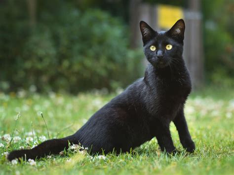 List Of Black Cat Breeds | lupon.gov.ph