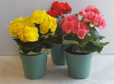 Elatior begonia Archives - Laidback Gardener