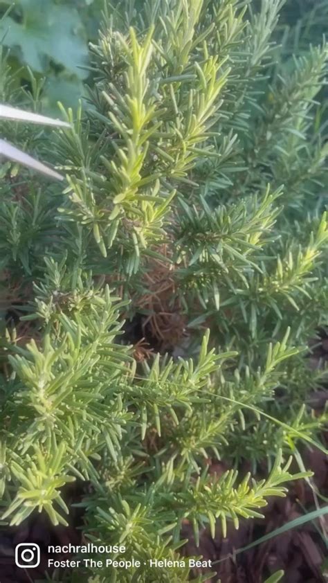 Propagating Rosemary | Propagate rosemary, Herbs, Plants